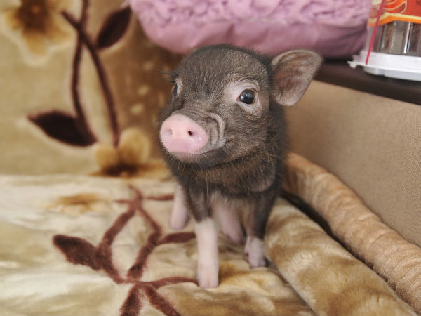 Фотографии мини-свинки уже смотрит 31 тысяча человек