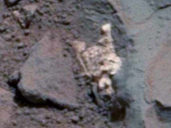 В сети появились фотографии «погибшего на Марсе существа»