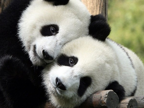 Ученые выяснили, что панды выработали уникальный «режим дня»