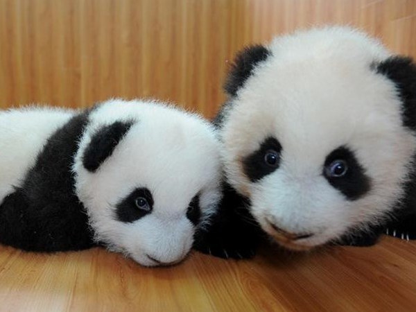 В заповеднике Китая на свет родились панды-близнецы