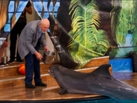 Дроздов посетил передвижной дельфинарий на ВВЦ