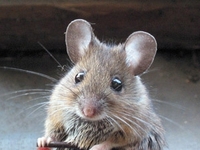 «Родемакс» исследовал потребительское поведение владельцев мелких домашних животных