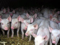 В России запретили белорусскую свинину