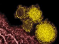 Вирус MERS убил уже 33 человека в Южной Корее