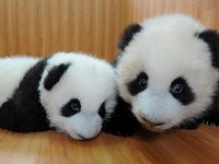 В заповеднике Китая на свет родились панды-близнецы
