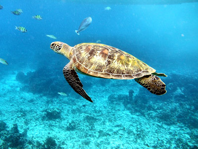 Черепаха на Симиланских островах