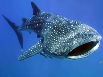 Китовая акула на Симиланских островах