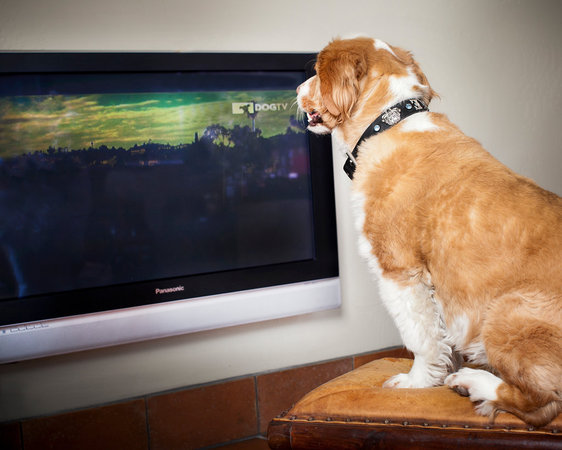 Канал для собак DOGTV начинает вещание в Европе