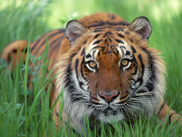 Недалеко от французского Диснейленда бродит сбежавший тигр