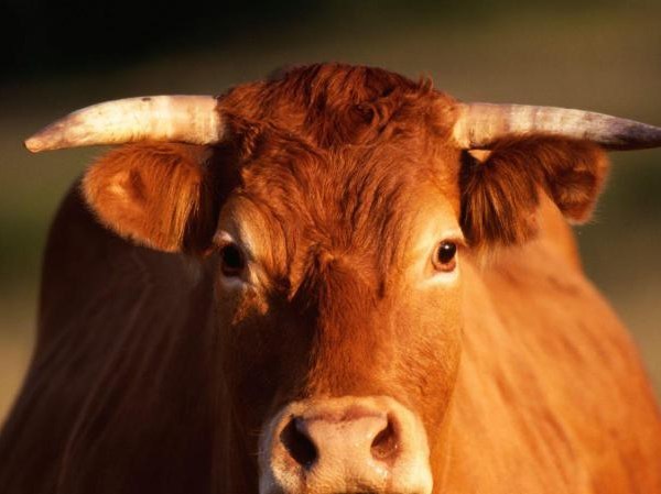 Трагедия в Татарстане: бык насмерть «забодал» собственного хозяина