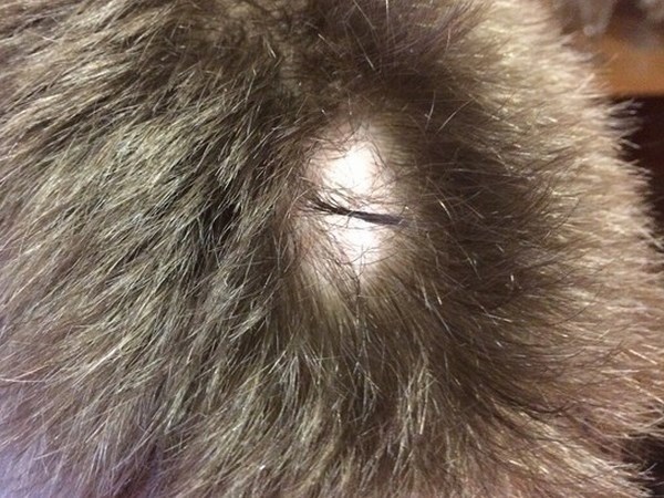 В Новокузнецке физрук вырвал клок волос из головы 4-классника
