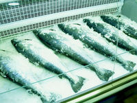 Сбербанк открыл возобновляемую кредитную линию рыбообрабатывающей компании РОК-1
