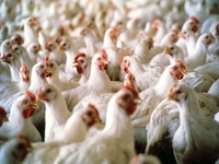 ТМ Наша Ряба увеличит производство курятины