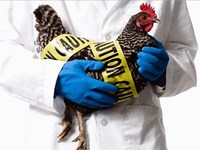 В Китае наблюдаются вспышки неизвестного птичьего гриппа
