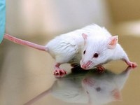 Ученые поставили под сомнение эксперименты, проводимые на мышах