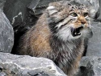 «Яндекс» выпустил антивирус «Manul» для сайтов