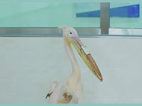 Китайцы при помощи 3D-принтера восстановили клюв пеликана