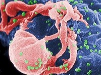 Итальянские ученые: обнаружен белок, защищающий от ВИЧ