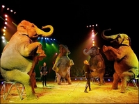 В Барнауле построят «БИО-цирк»